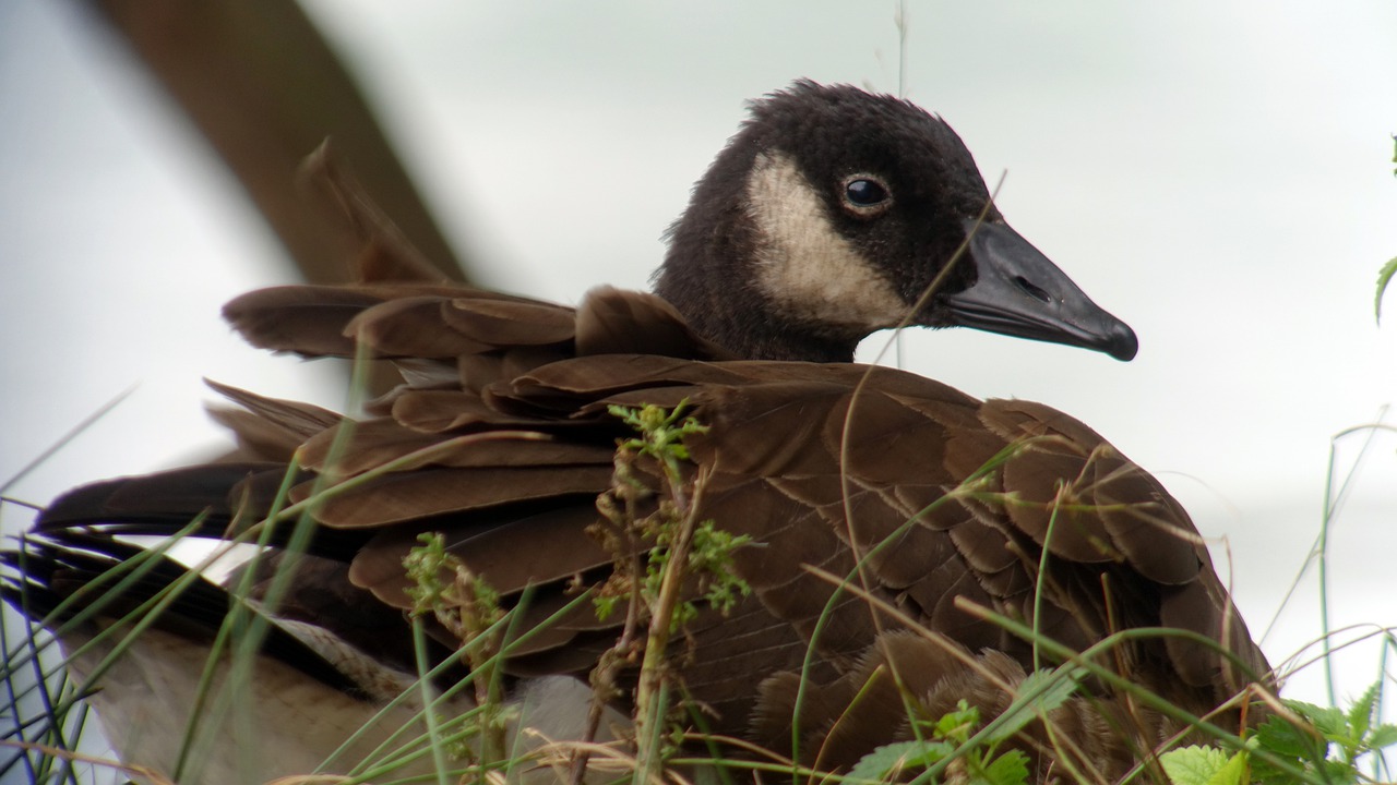 great canadian goose  young  b free photo