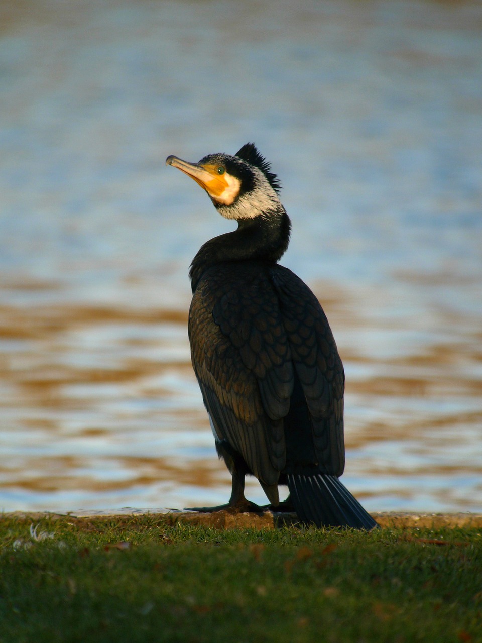great cormorant birds waterfowl free photo