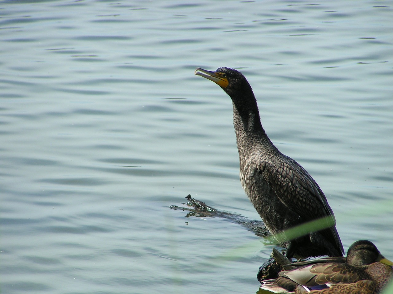 great cormorant waterfowl bird free photo