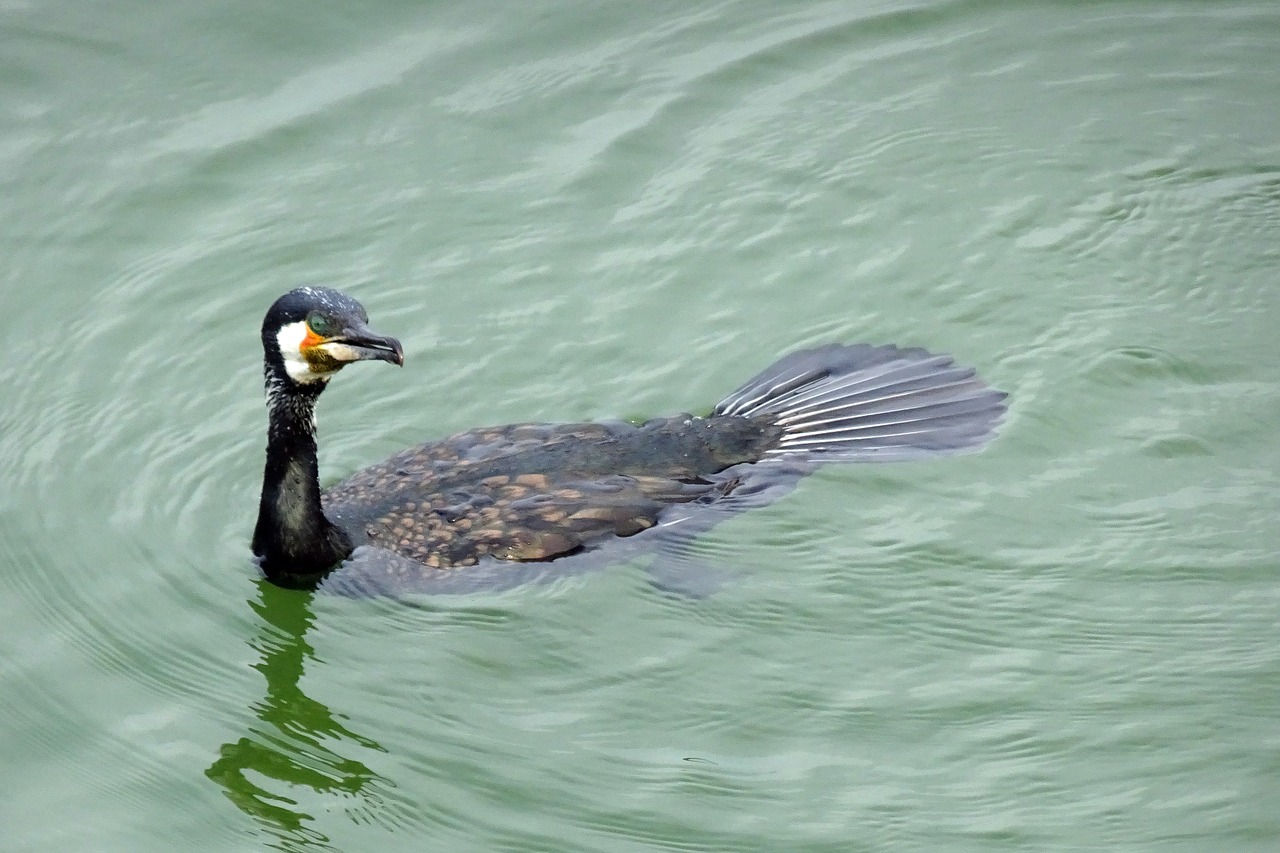 great cormorant phalacrocorax carbo great black cormorant free photo
