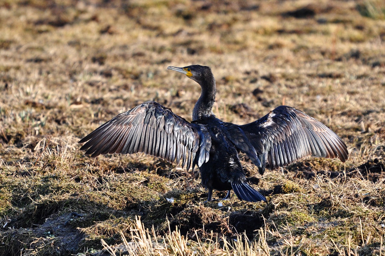 great cormorant great black cormorant phalacrocorax carbo free photo