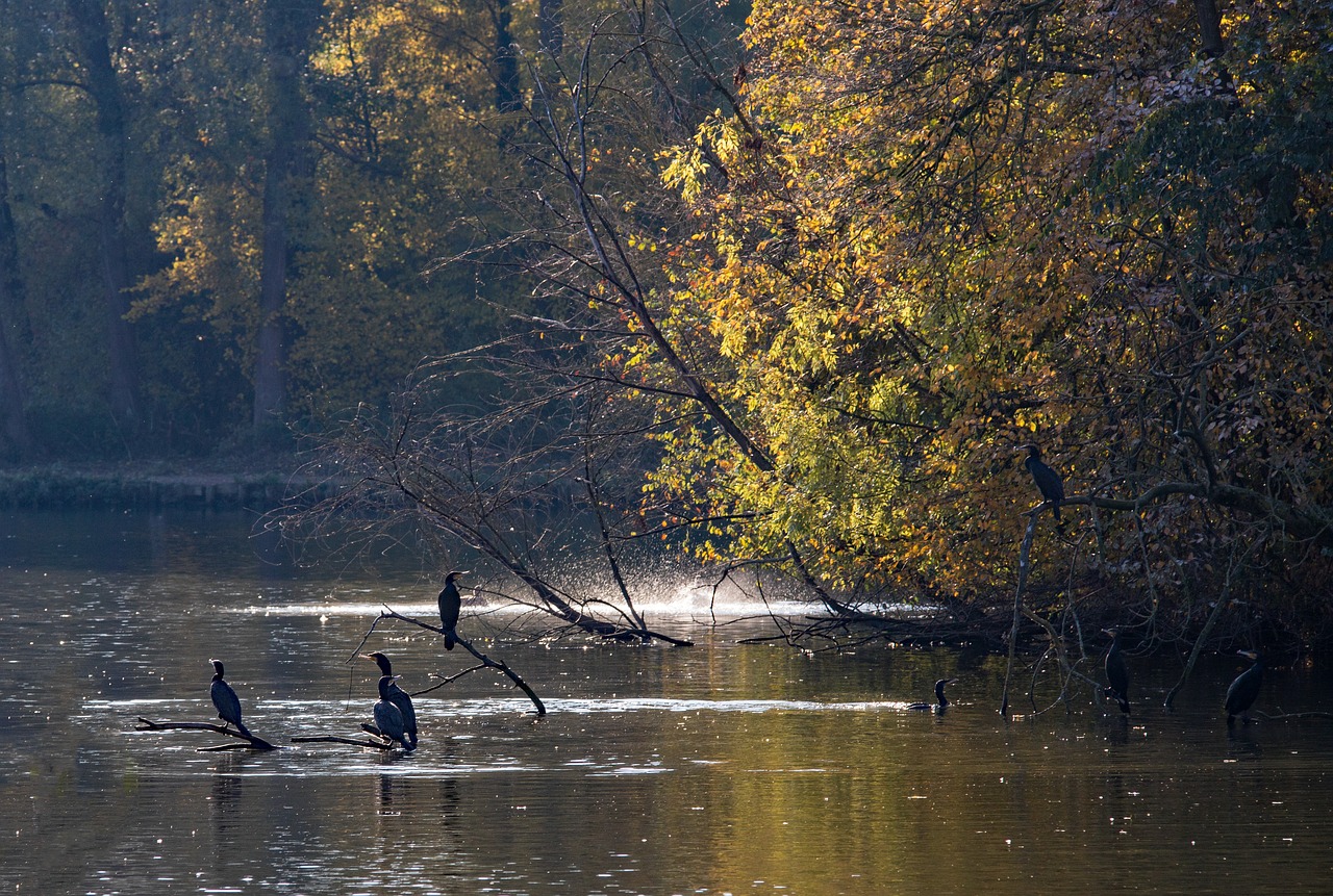 great cormorant  birds  waterfowl free photo