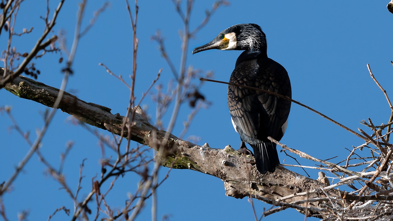 great cormorant  phalacrocorax  birds free photo