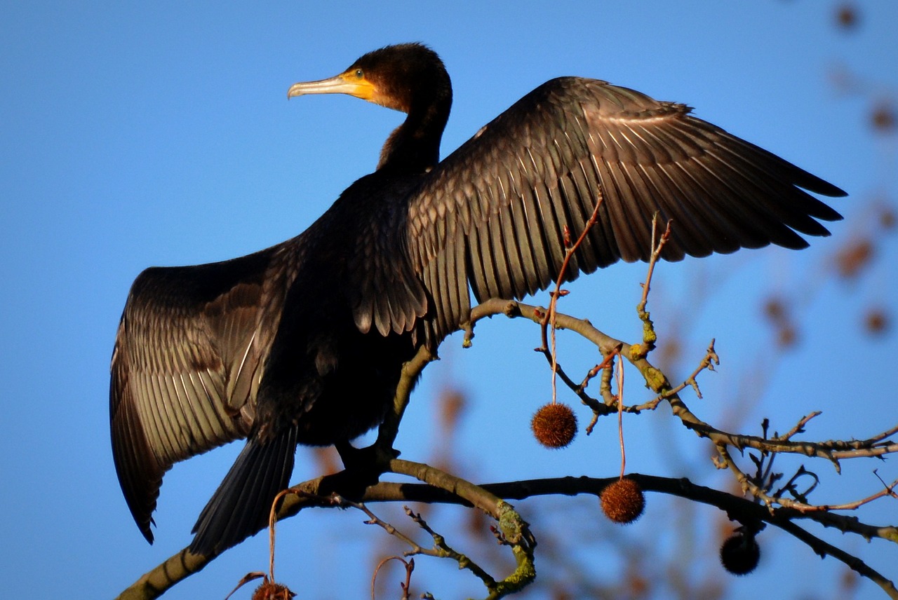 great cormorant bird wings free photo