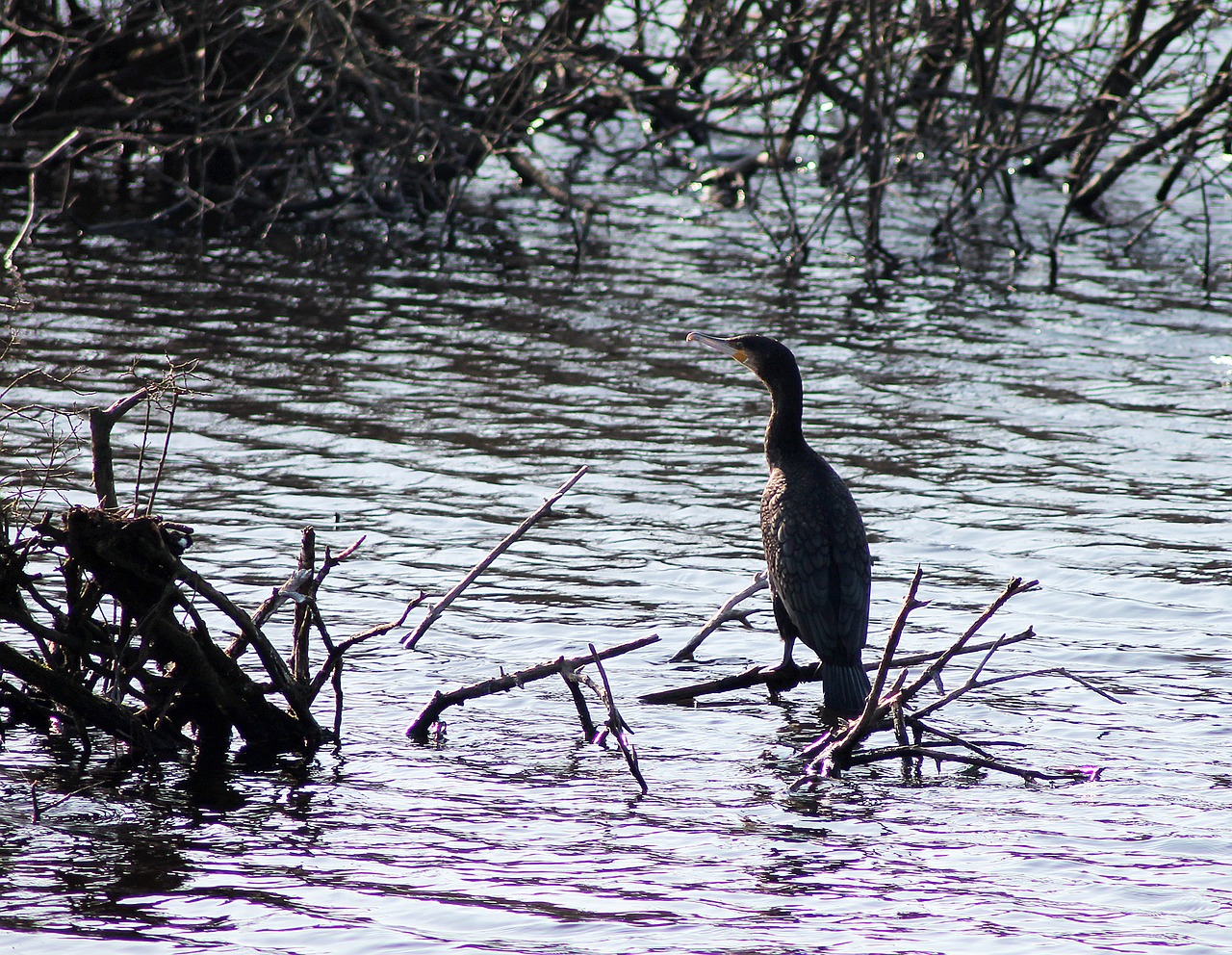 great cormorant bird bird of prey free photo