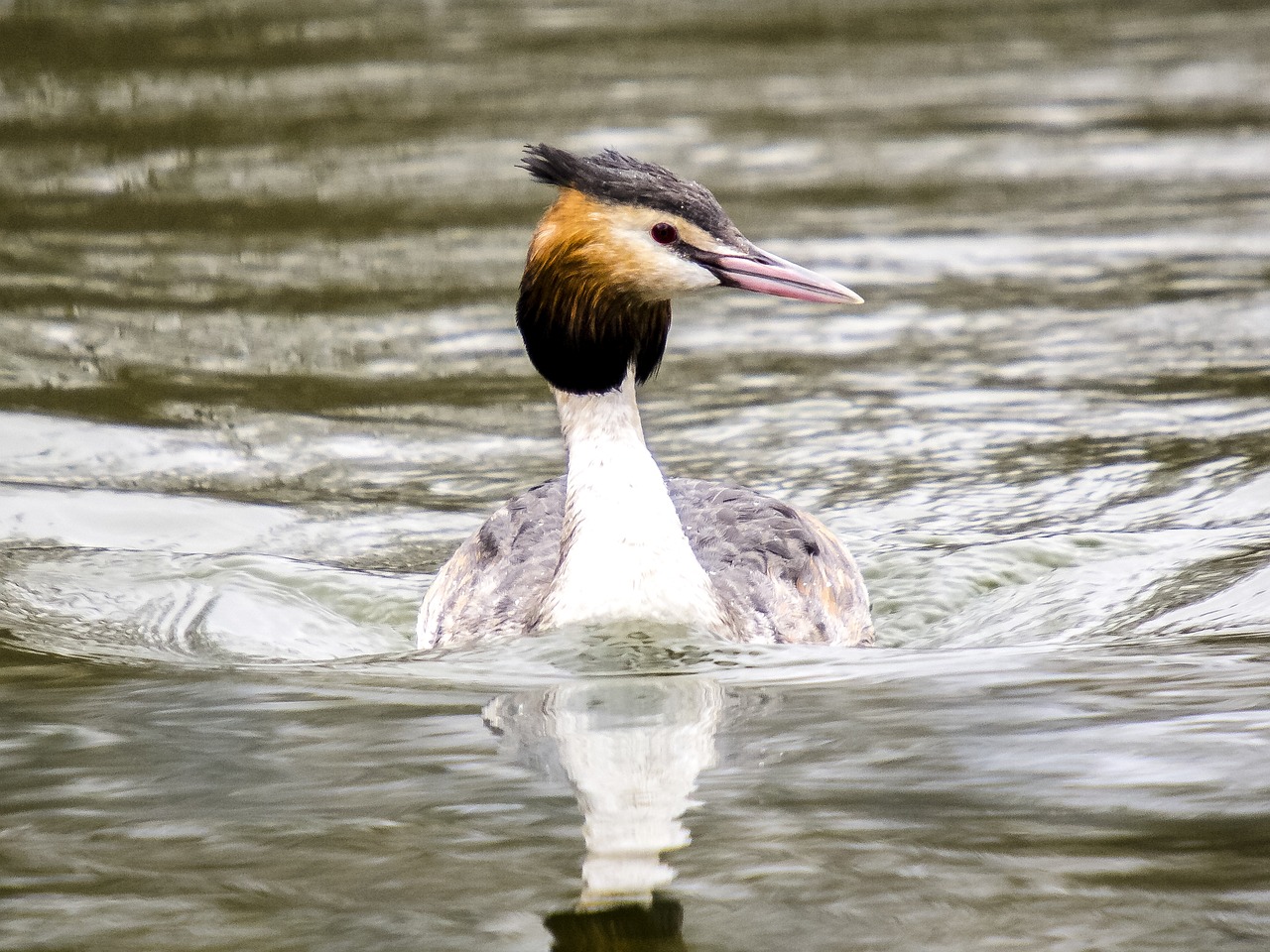 great crested grebe water bird nature free photo