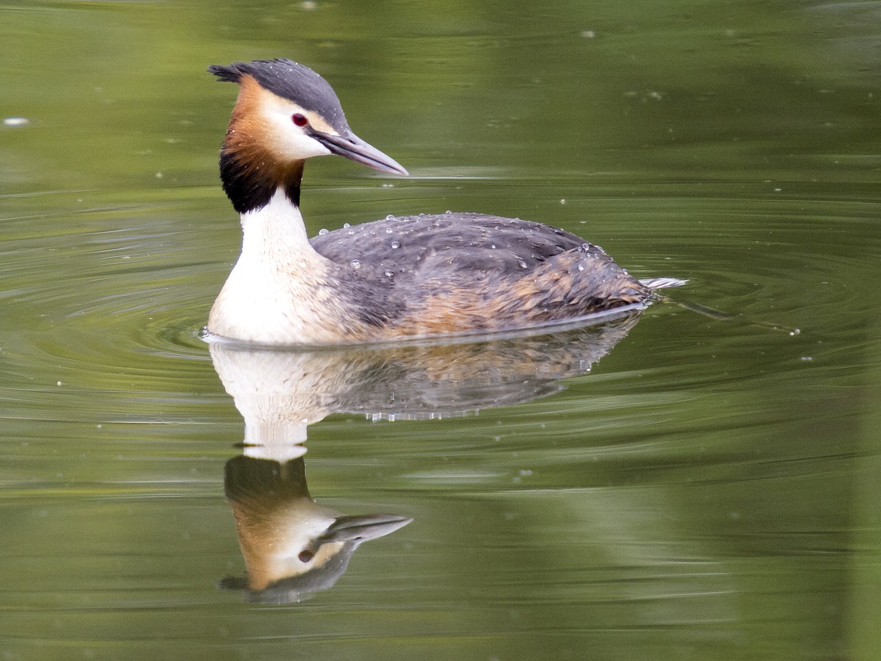 great crested grebe water bird bird free photo