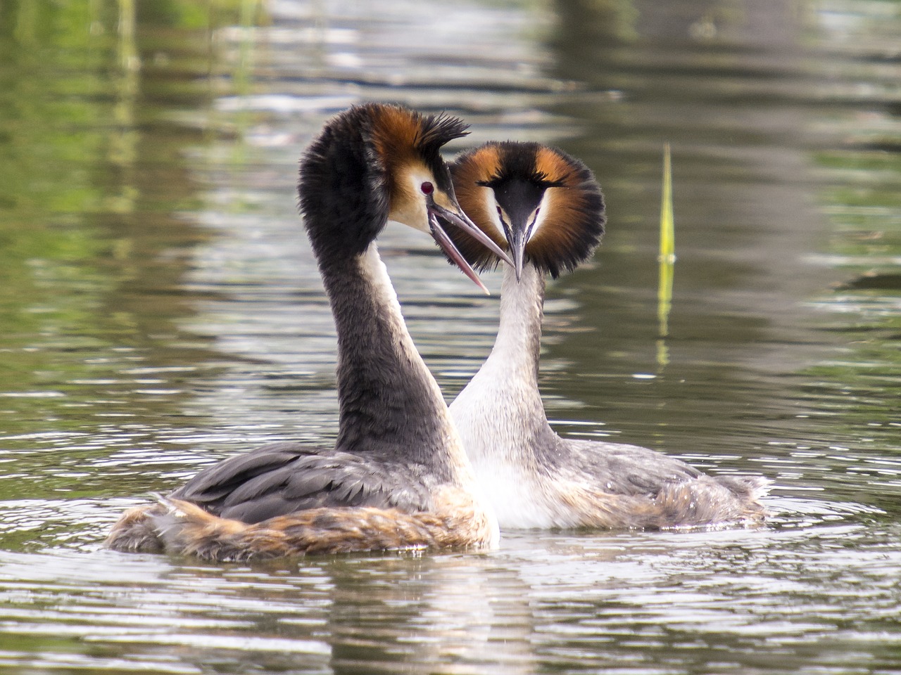 great crested grebe water bird bird free photo