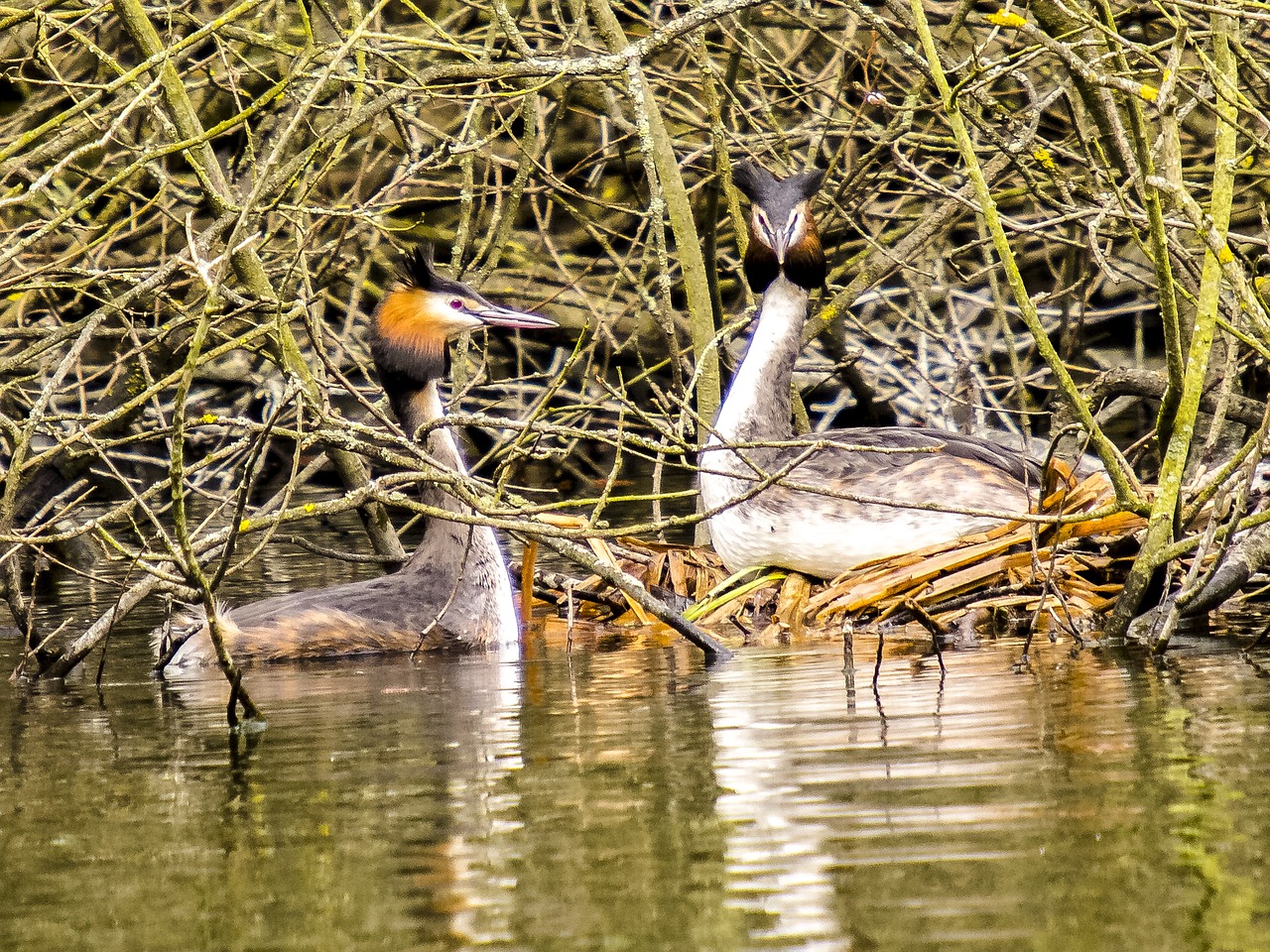 great crested grebe water bird bird free photo