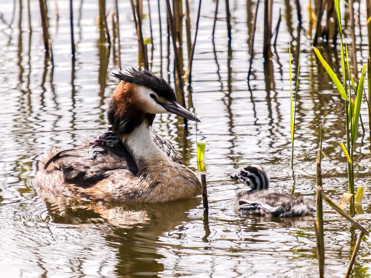 great crested grebe divers water bird free photo