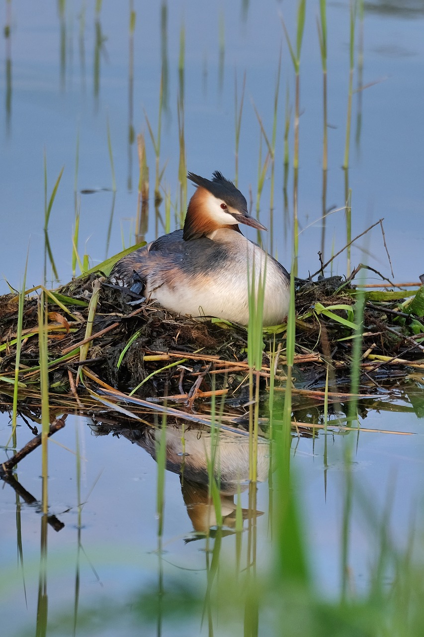 great crested grebe nest breed free photo