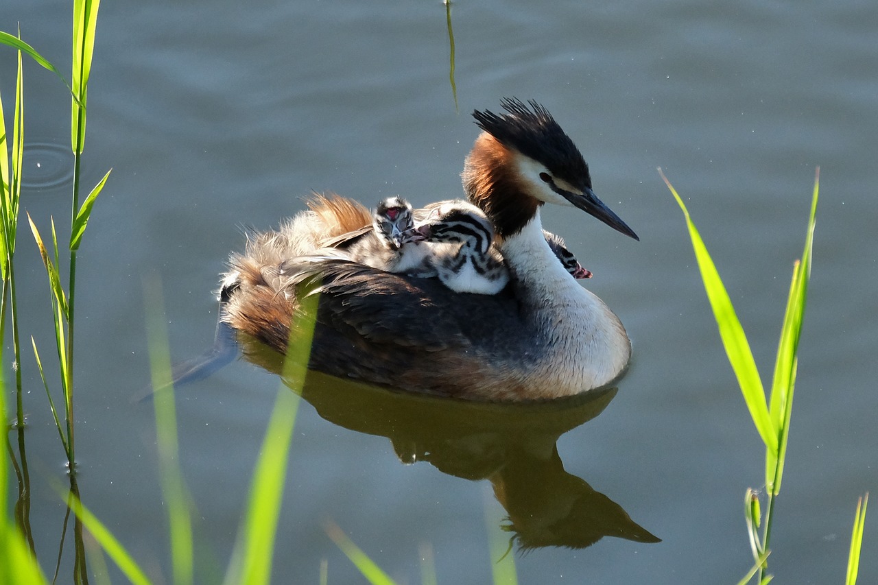 great crested grebe chicks water bird free photo