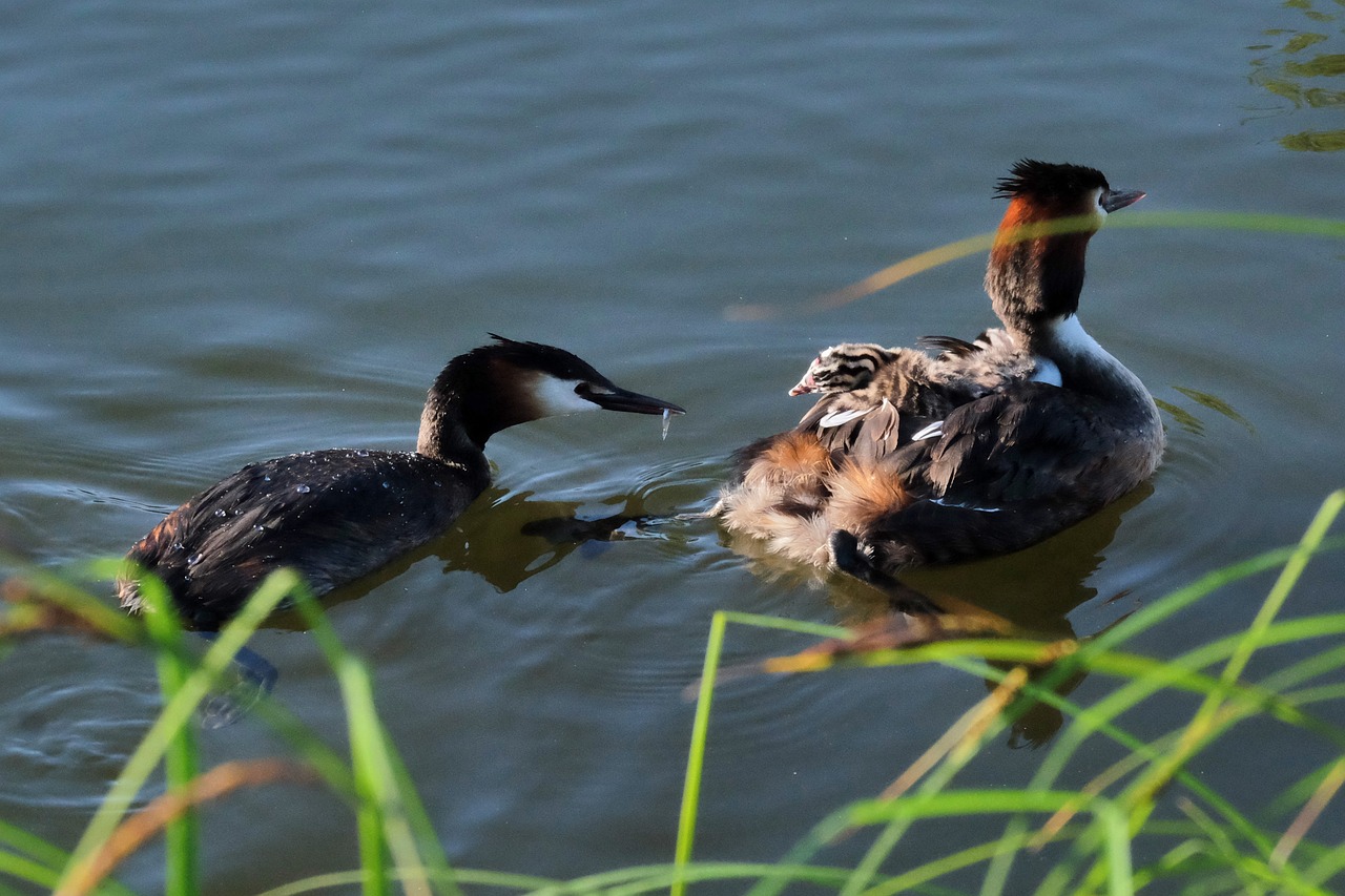 great crested grebe chicks feed free photo