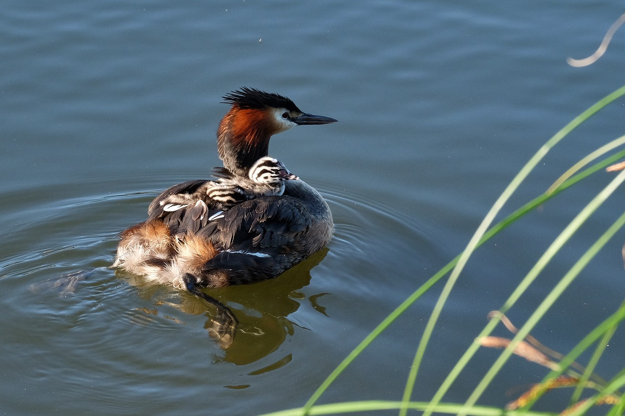 great crested grebe chicks water bird free photo