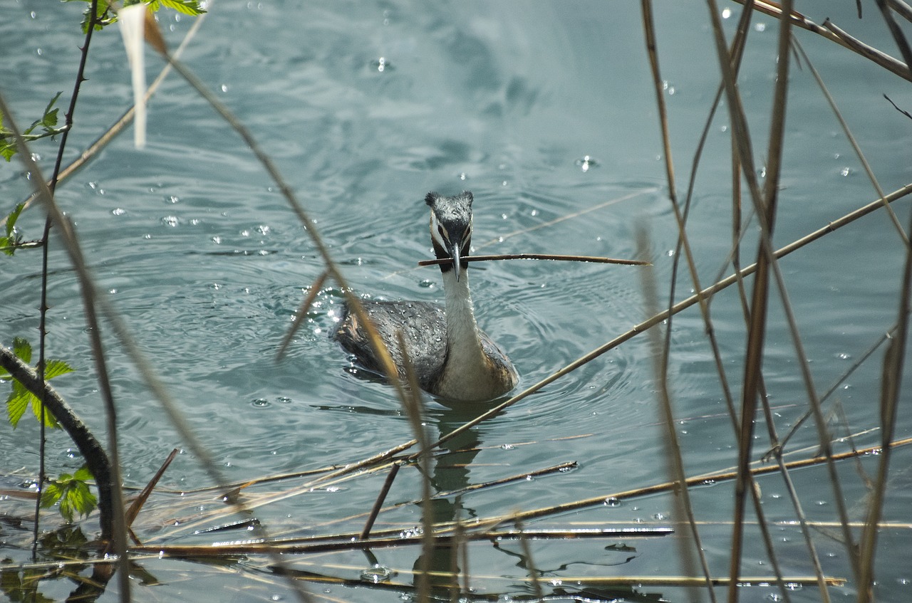 great crested grebe waterfowl nest building free photo