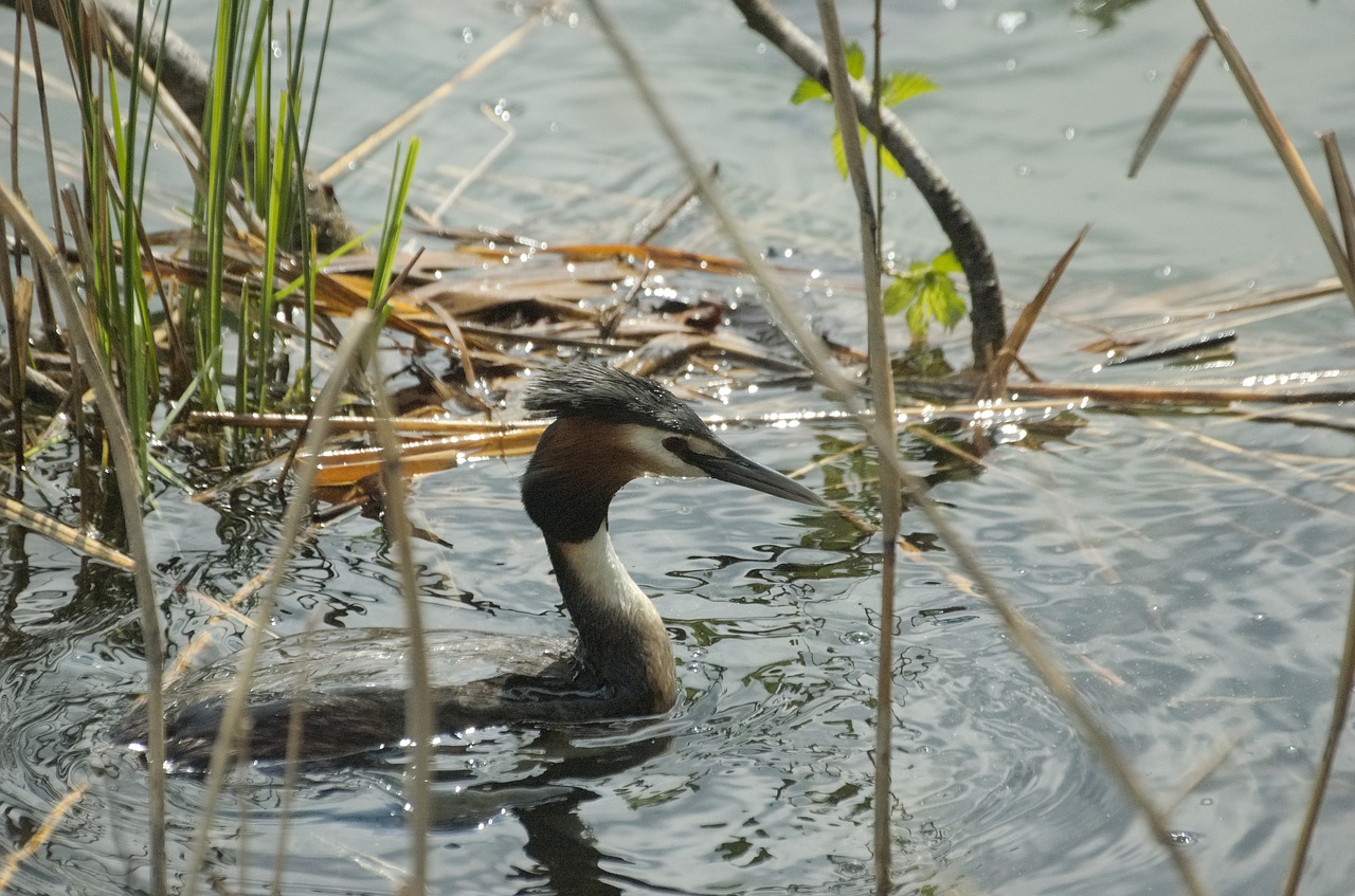 great crested grebe waterfowl nest free photo