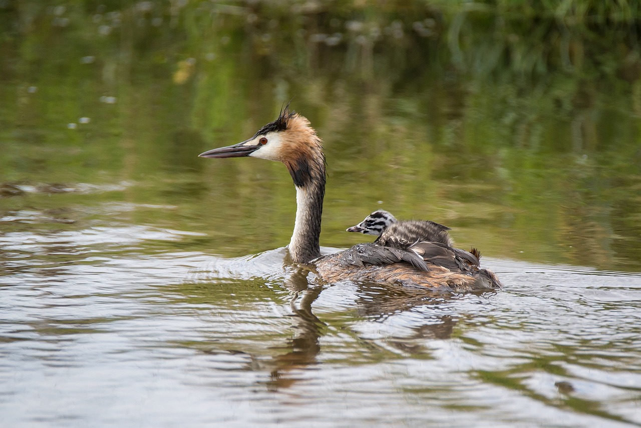 great crested grebe podiceps cristatus mother free photo