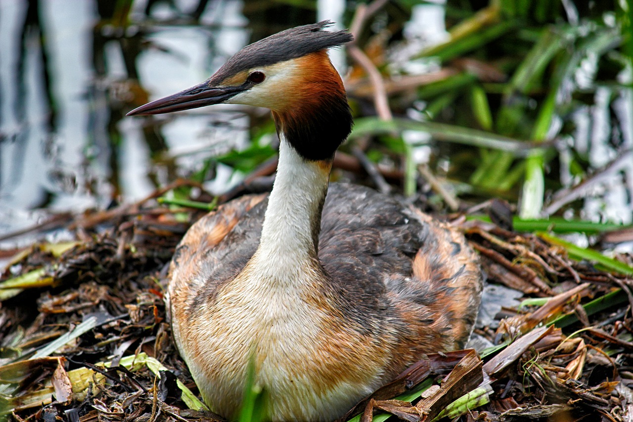 great crested grebe nest water free photo