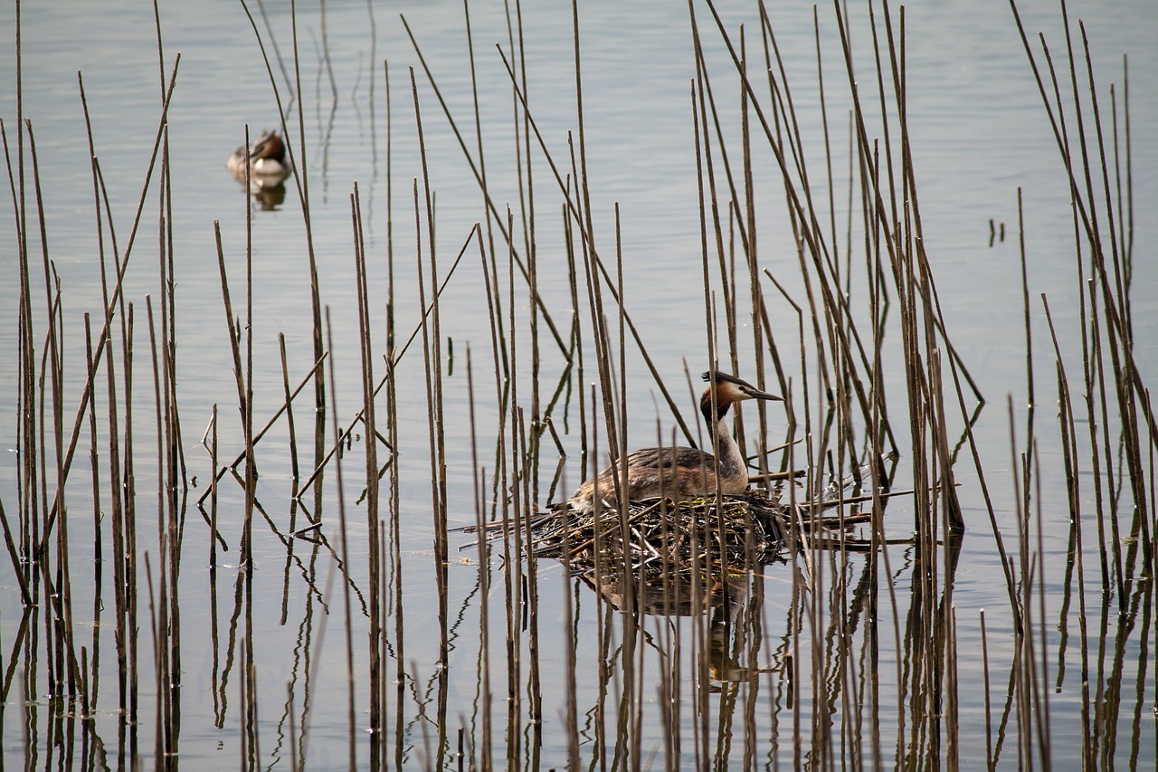 great crested grebe nest water bird free photo