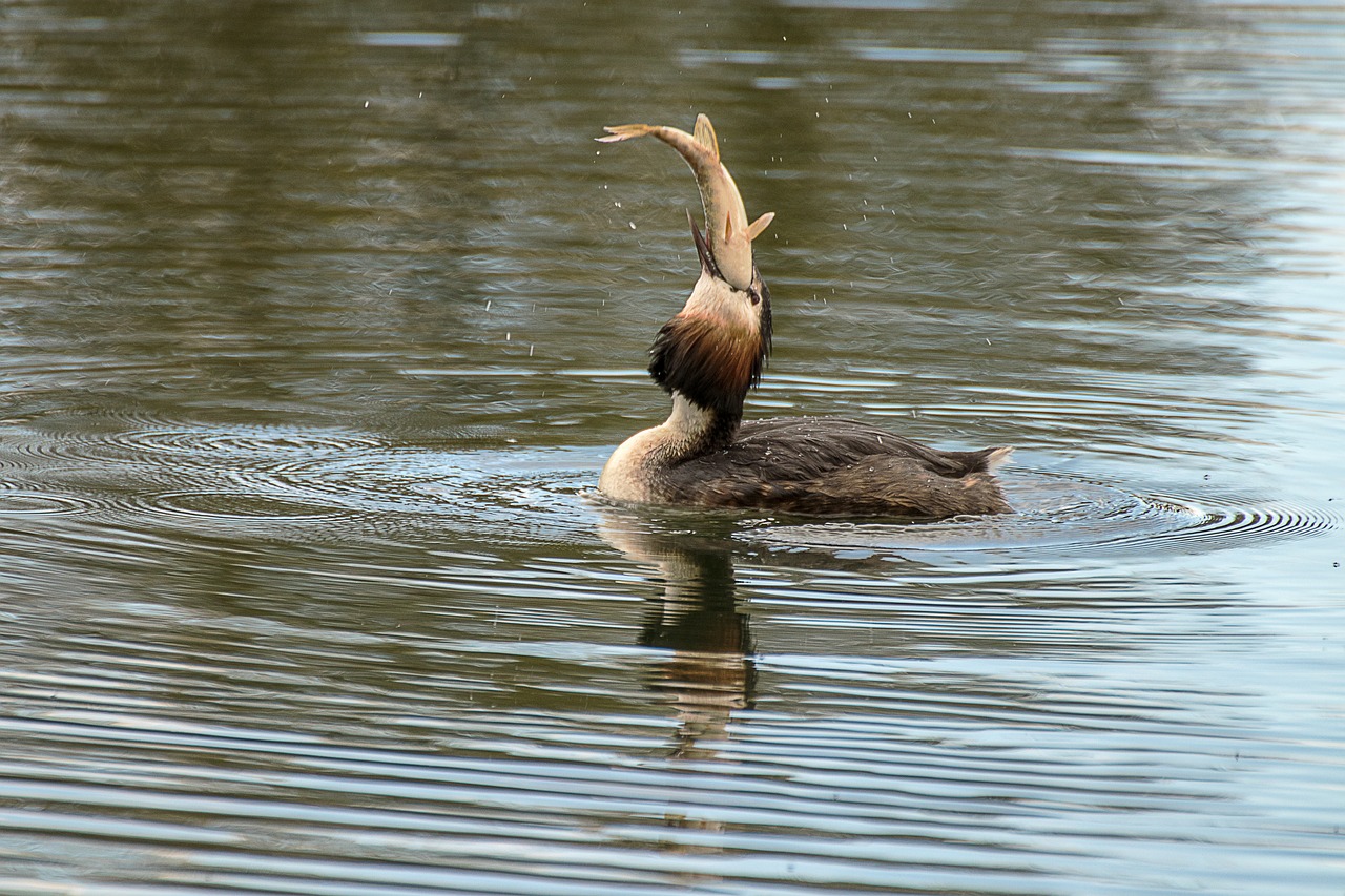 great crested grebe  fishing  water free photo