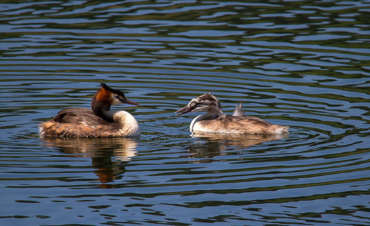 great crested grebe  birds  water free photo