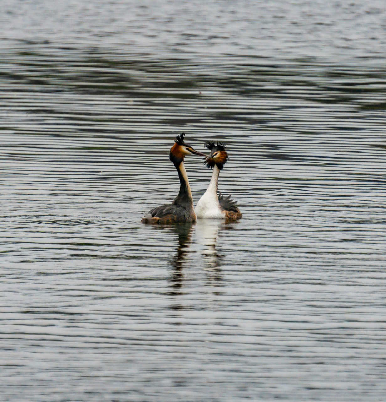 great crested grebe  bird  water free photo