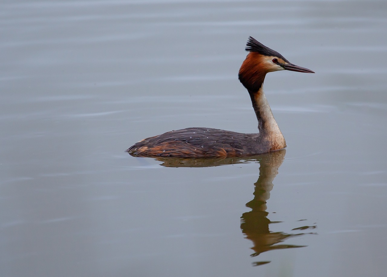 great crested grebe  grebe  duck waterfowl free photo