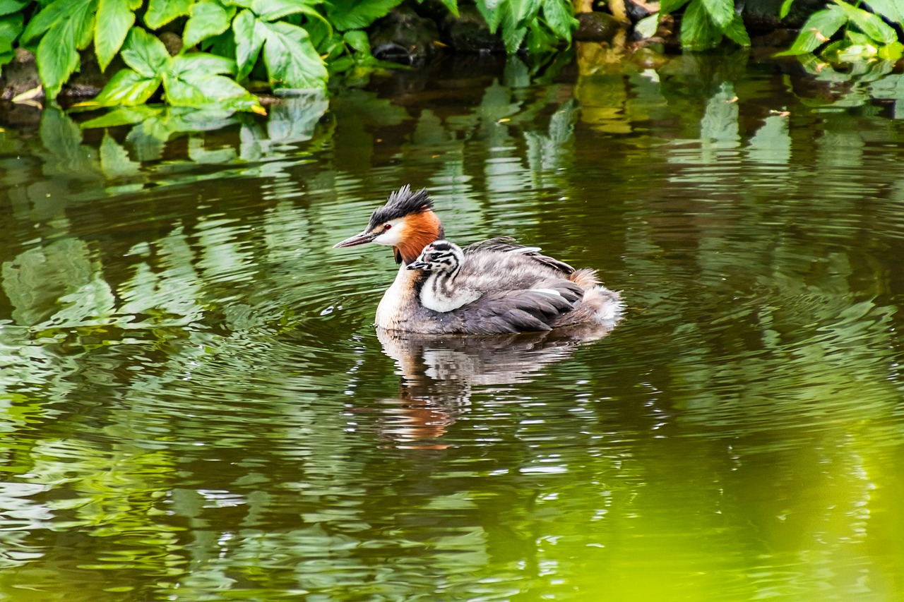 great crested grebe  young  baby animal free photo