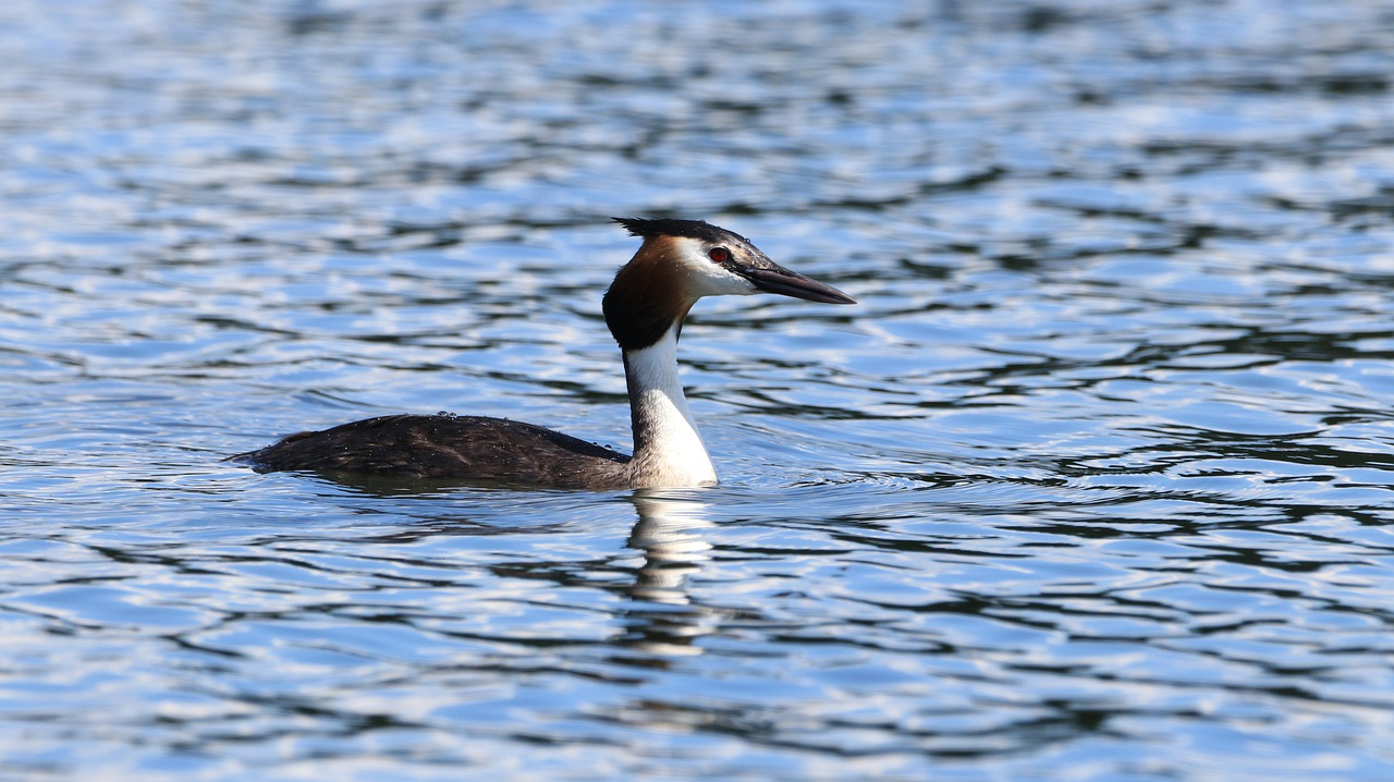 great crested grebe  lake  water free photo