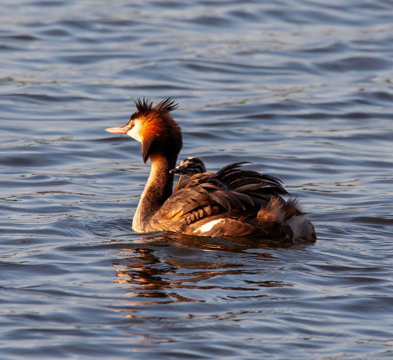 great crested grebe  great crested grebe chick  grebe with chick on it back free photo