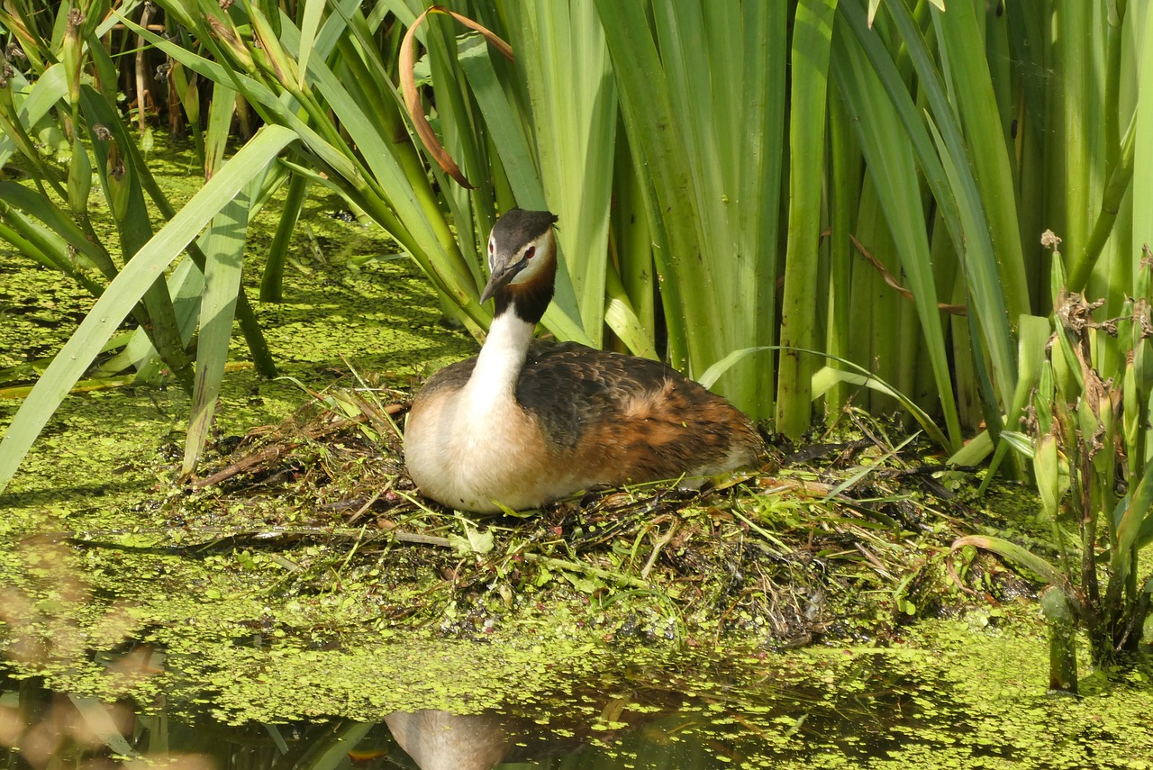 great crested grebe on the nest  hatch  spring free photo