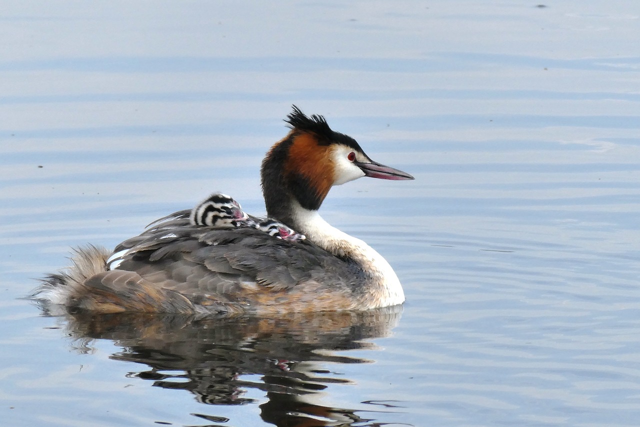 great crested grebe with young boy  bird  grebe free photo