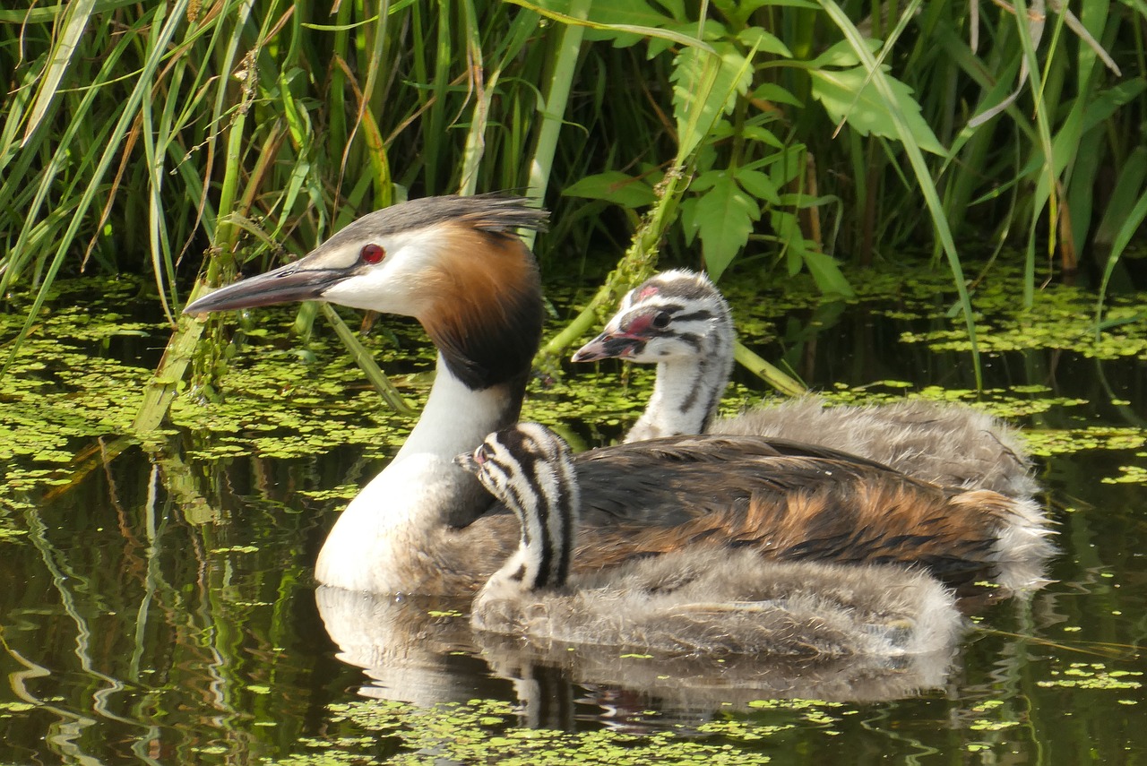 great crested grebe with young boy  water birds  boy free photo