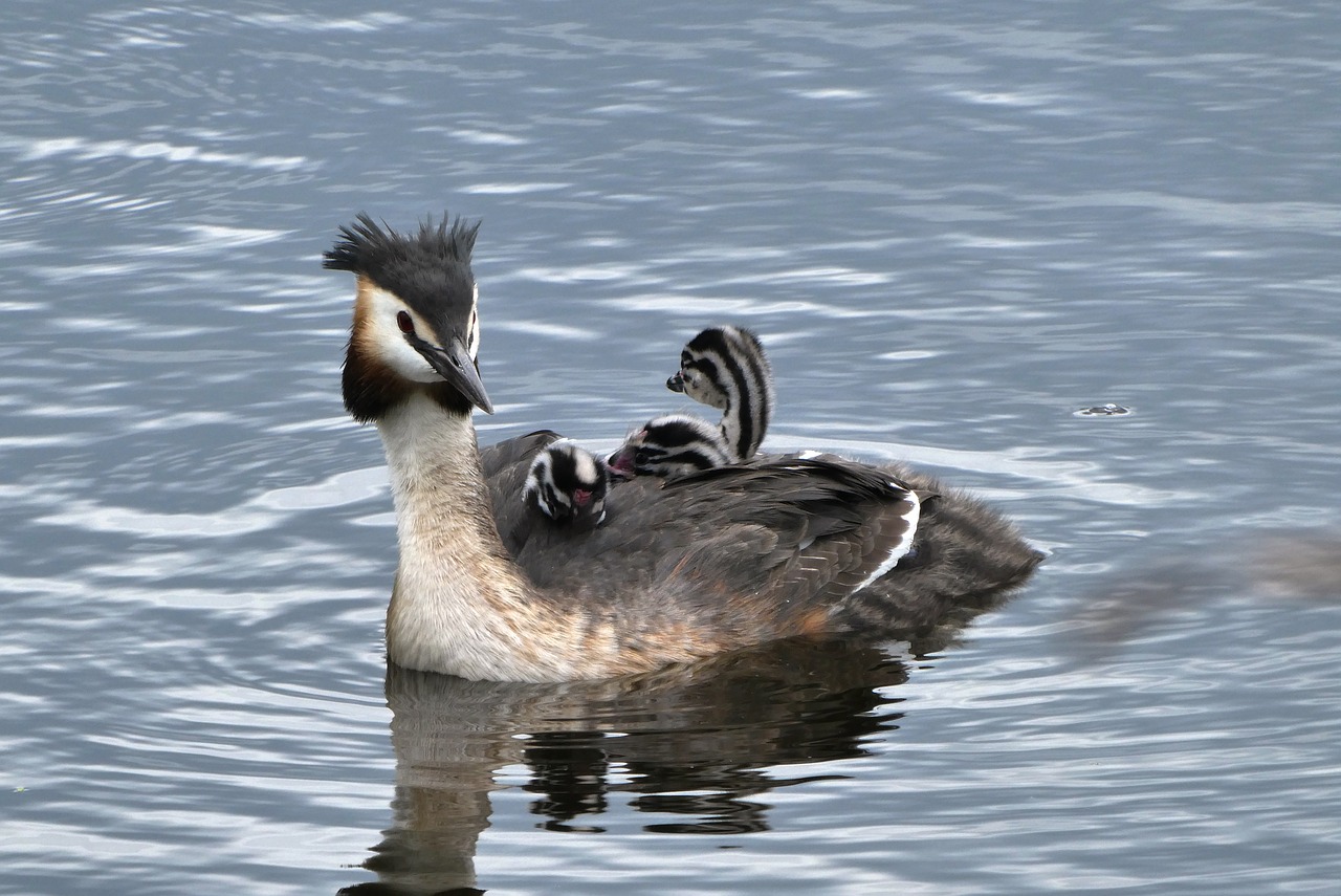 great crested grebe with young boy  summer  boy free photo