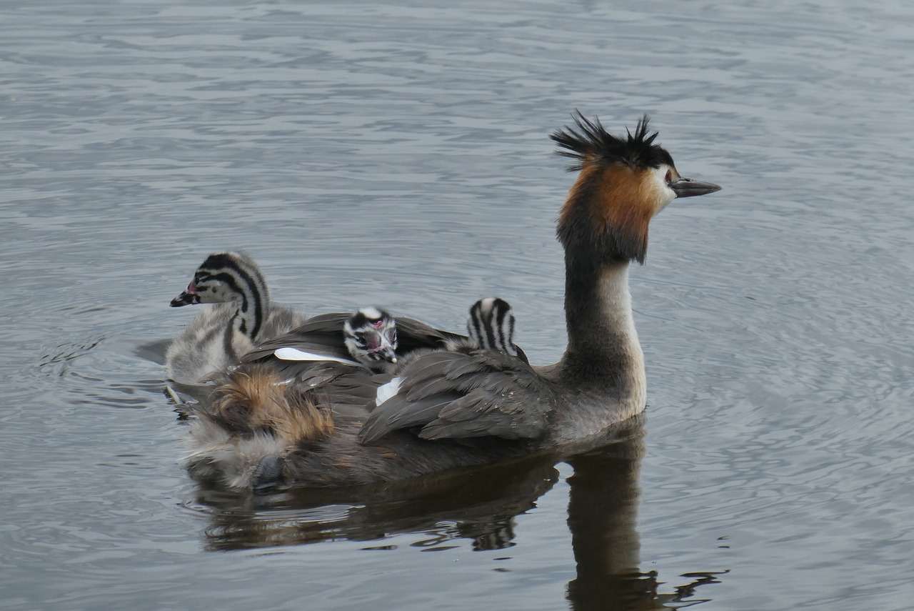 great crested grebe with young boy  ditch  spring free photo