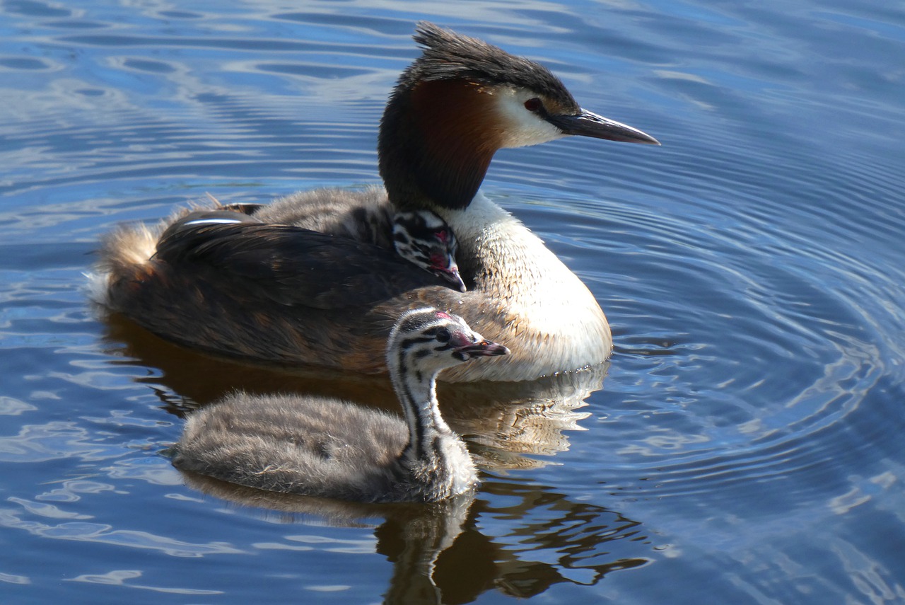 great crested grebe with young great crested grebe  chicks  great crested grebe free photo