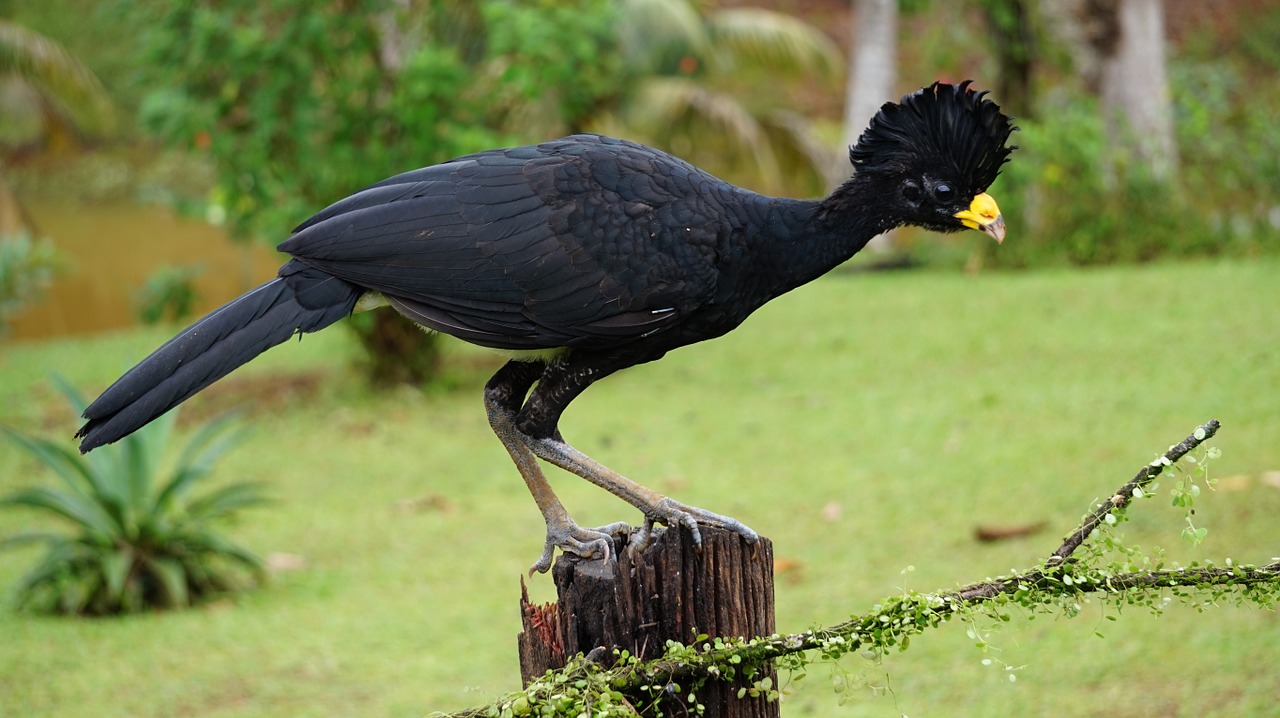 great curassow bird costa rica free photo