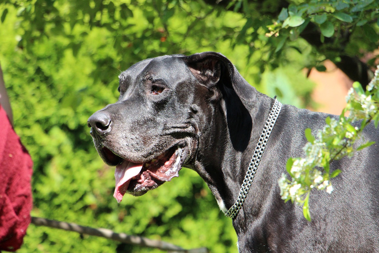 great dane dog pet free photo