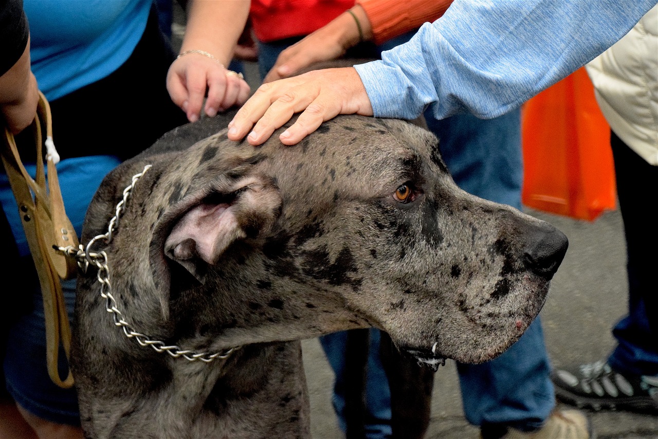 great dane dog great free photo