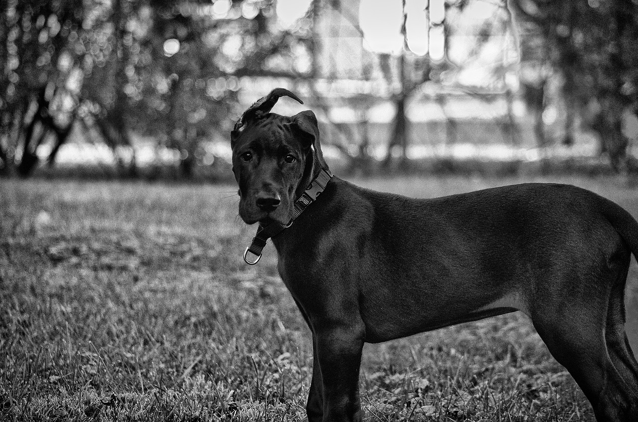 great dane puppy dane free photo