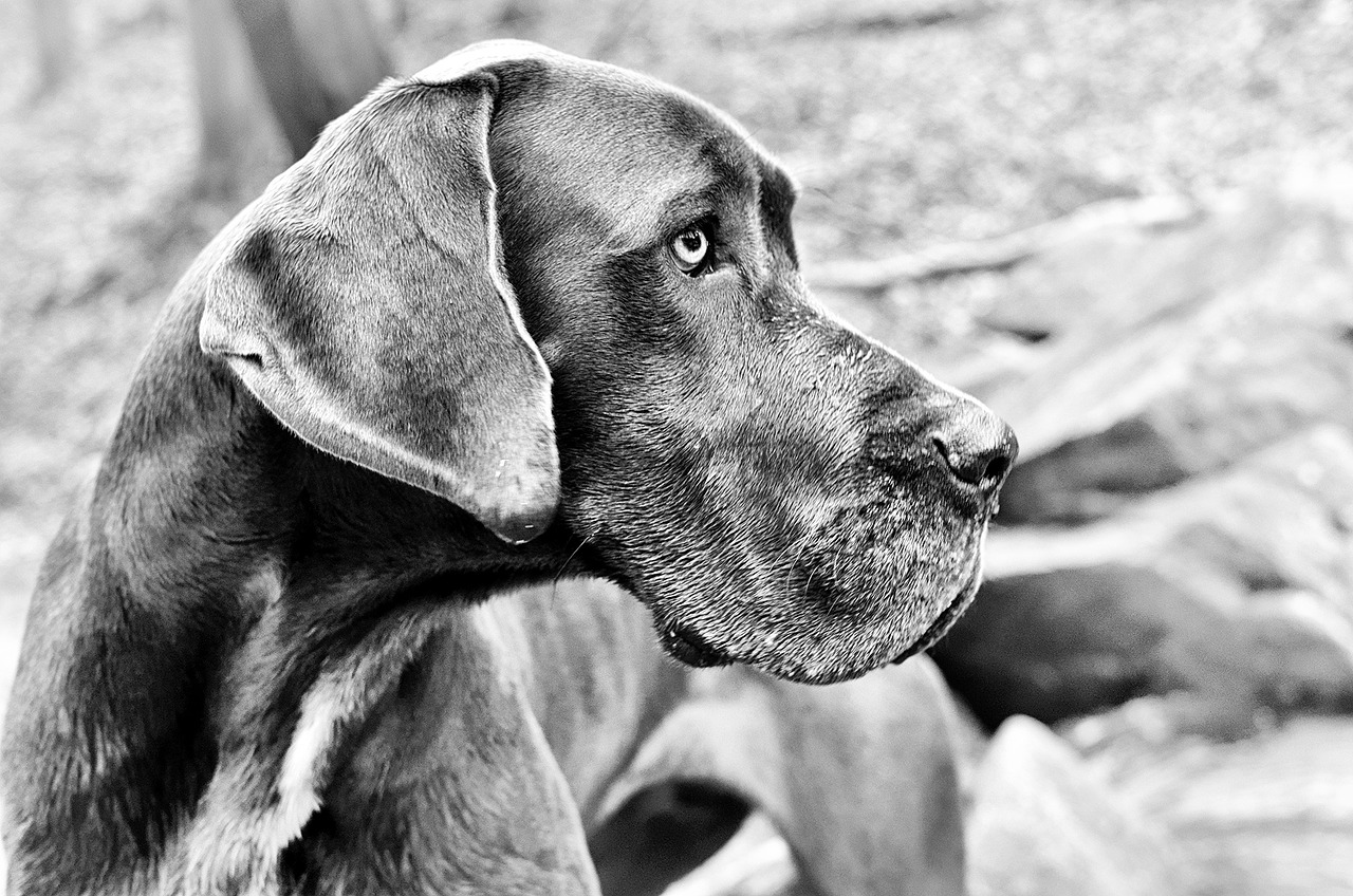 great dane dog h free photo