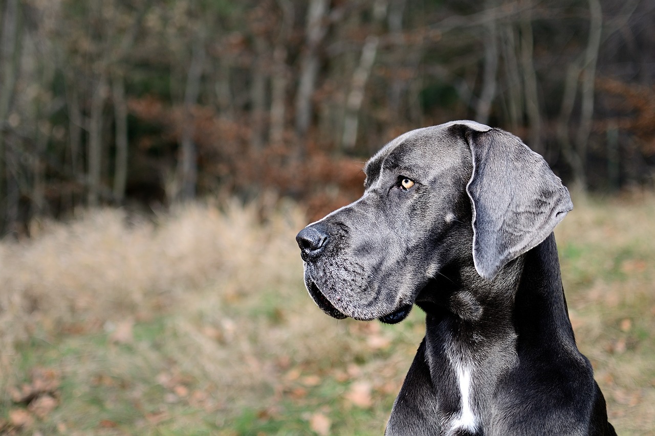 great dane portrait head free photo