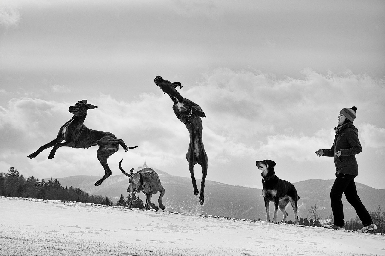 great dane dog jump dogs free photo