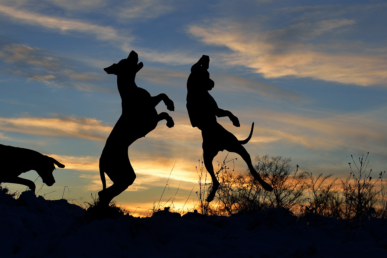 great dane silhouette dog jump free photo