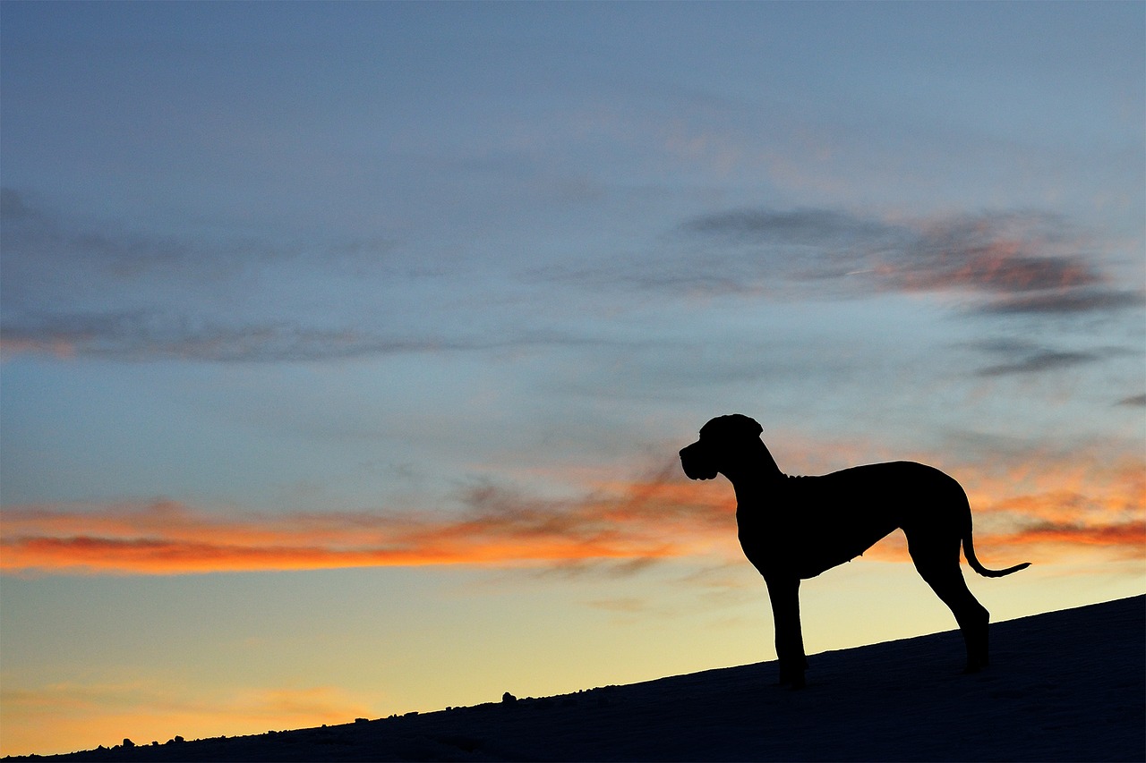 great dane silhouette sunset free photo