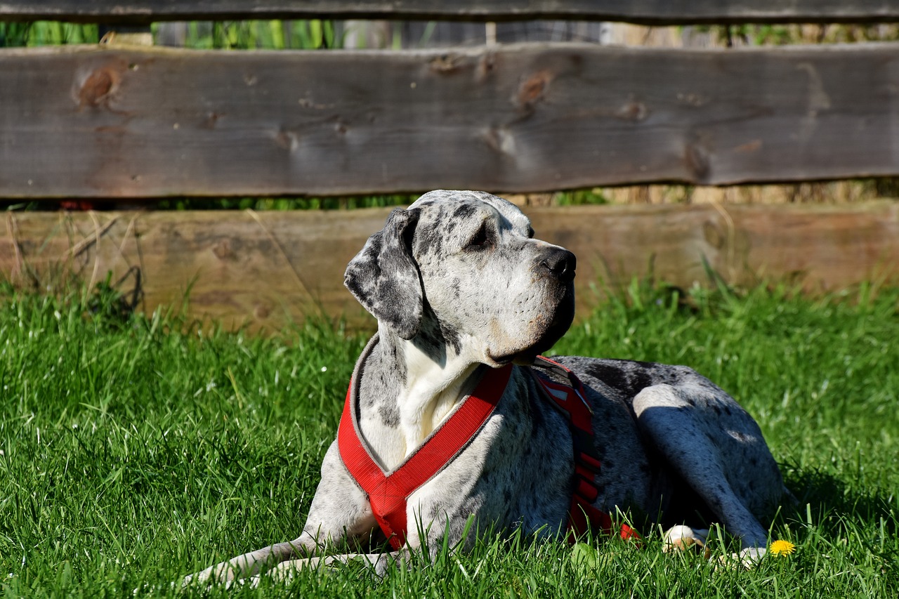 great dane  dog  french mastiff free photo