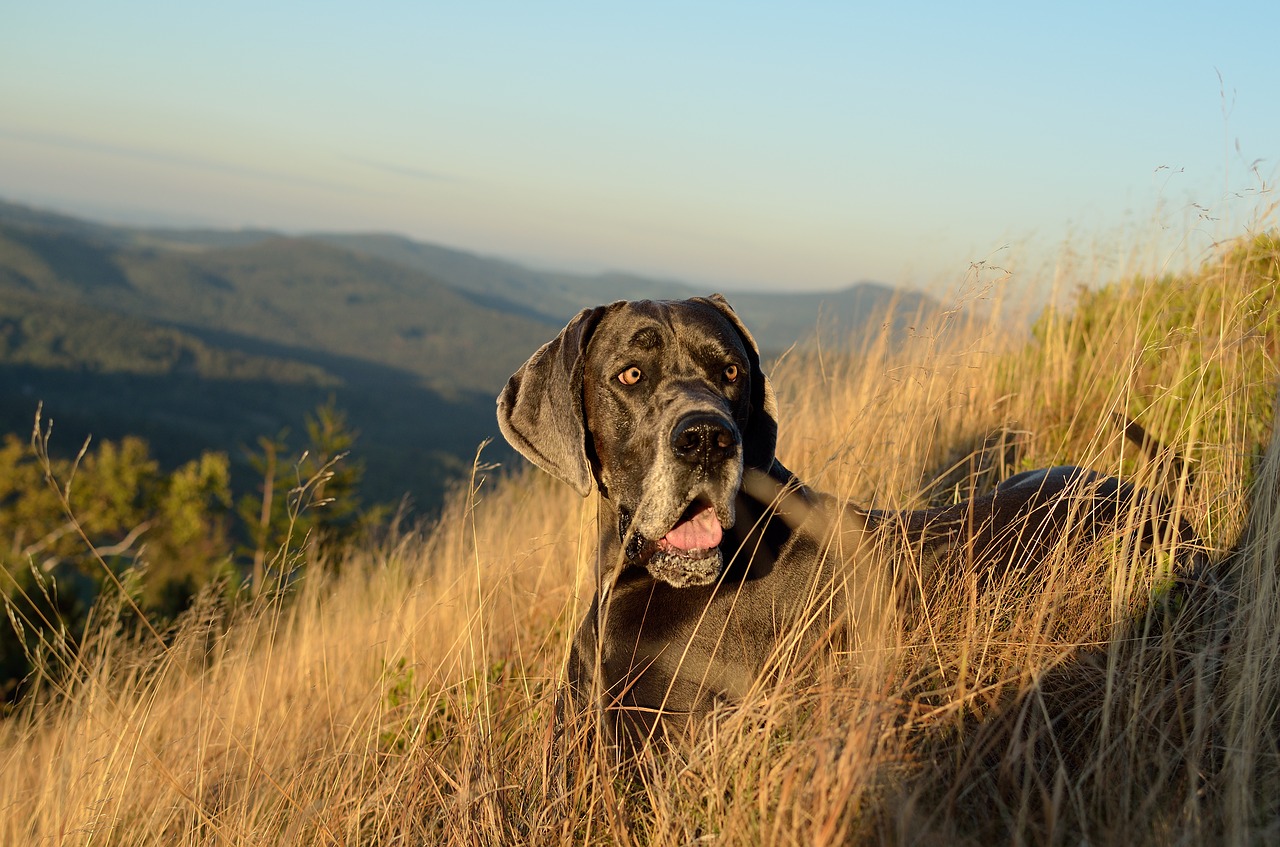 great dane  watches  autumn free photo