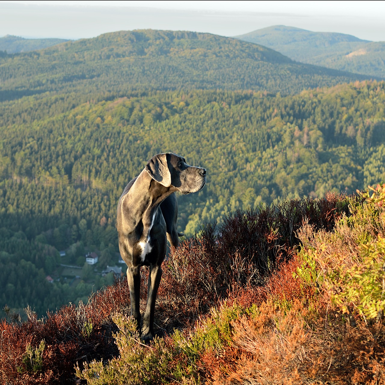 great dane  watches  autumn free photo