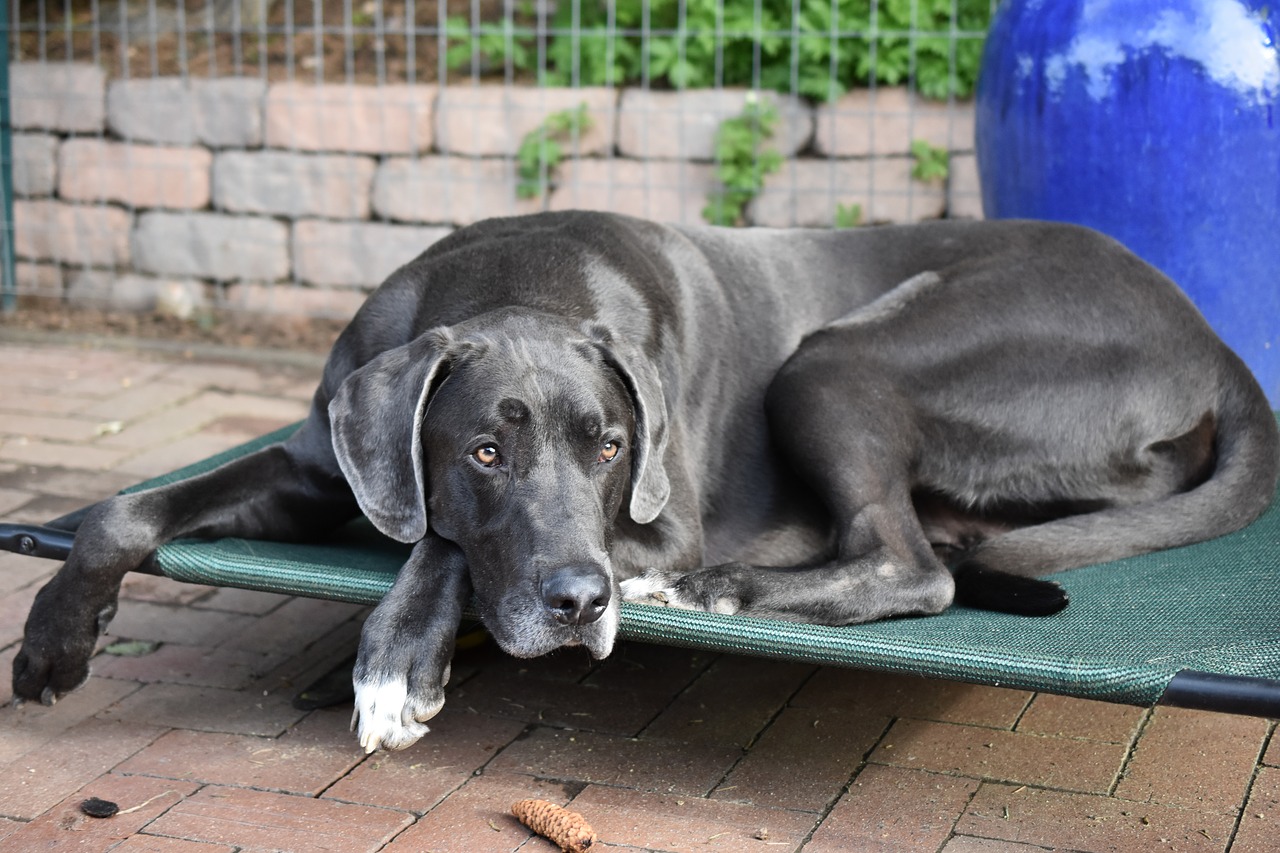 great dane  dog  summer free photo