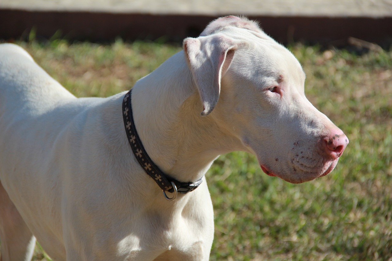 great dane dog white free photo